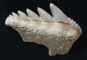 Notorhynchus vue linguale