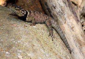 Lezard-bleu-epineux.jpg