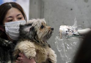 japon-mesure-radiation-chien-test-irradie.jpg