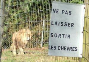 lion-est-chevre-comme-L-1.jpg