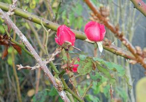 roses-fin-nov--004.jpg