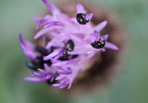 Meligethes sp.