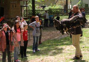 FruehlingsfestGreifvogelschau 01 Wuestenbussard 05