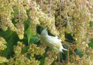 oiseau lunette 1