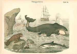 Baleen whale, dolphin, seals and whalin boats from Hanselma