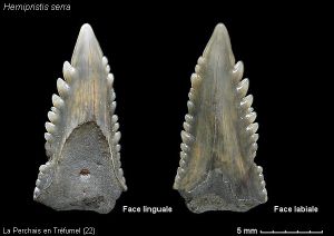 Hemipristis-planche-03.jpg