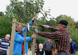 ObstbaumNaturfreunde 09 Pfahl kuerzen 1