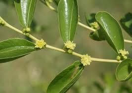 fleur-de-jujubier.jpg