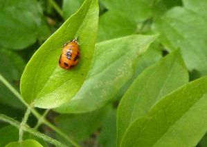 coccinelle nymphe