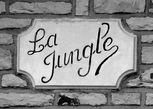 jungle11.jpg