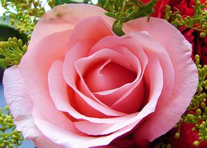 rose6