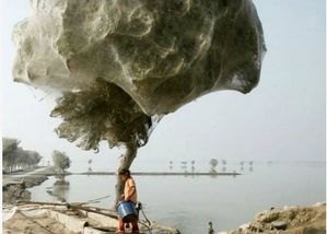 Araignees-arbres.jpg
