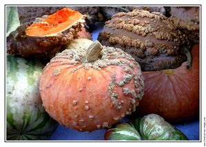 fete-de-la-courge-2009-rians1-20091011