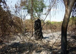 burned_palm_stump_3.jpg
