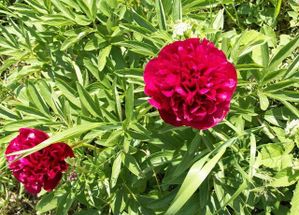 pivoine-double-rouge.jpg