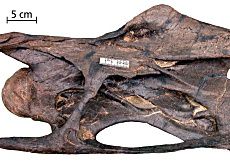diplodocus-vertebre.jpg