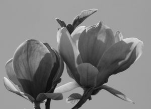 2013-04-27-DeMaFenetre#17 (3)