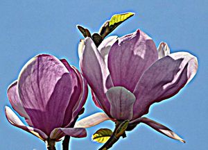 2013-04-27-DeMaFenetre#17 (5)