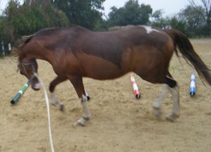 cheval-en-longe.JPG
