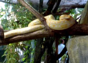 python molure (3)