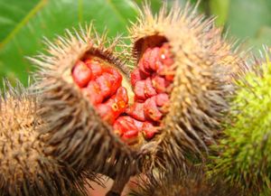 Urucum