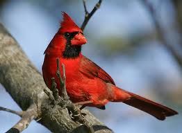 cardinal3 tres petite