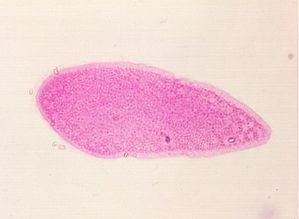 protozoa 00004196