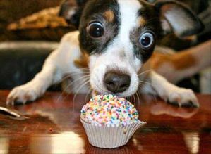 dog-and-cupcake.jpg