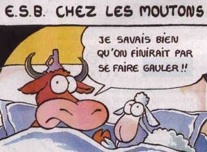 mouton.jpg