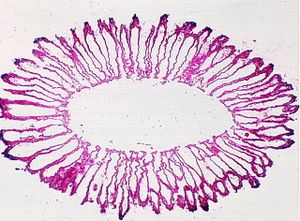 éponges sponges00004226