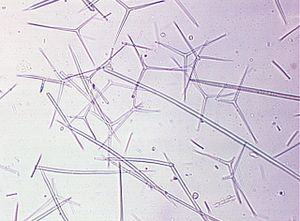éponges sponges00004229