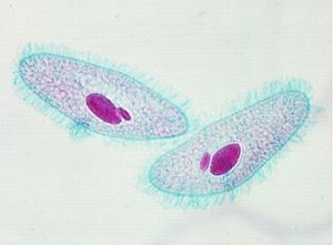 protozoa 00004197