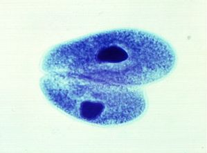 protozoa 00004198