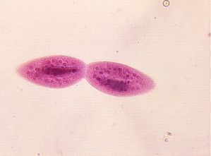 protozoa 00004201