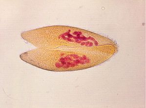 protozoa 00004202
