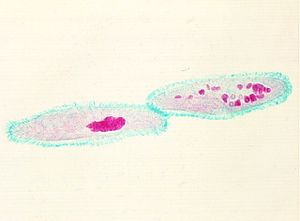 protozoa 00004203
