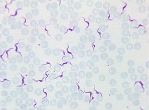 protozoa 00004220