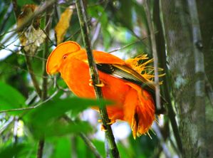 Coq de roche de Guyane 1