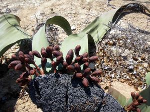 welwitschia femelle strobile