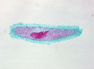 protozoa 00004199