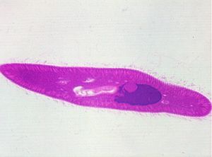 protozoa 00004200
