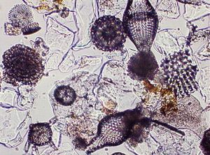 protozoa 00004211