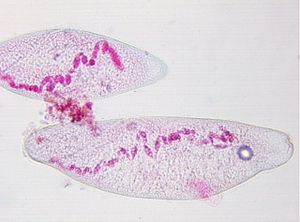 protozoa 00004212