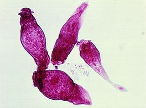 protozoa 00004213