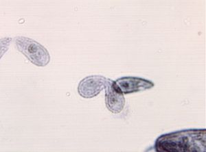 protozoa 00004214