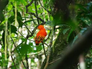Coq de roche de Guyane