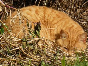 chat et soleil - reduc