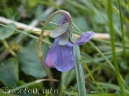 violette4 tres petite