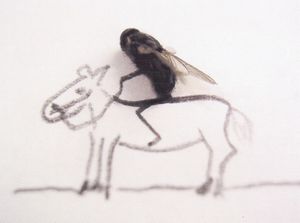 mouches-4.jpg