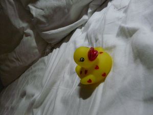 Canard-lit.JPG